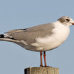 Laughing Gull